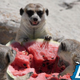 Suricats eating watermelon